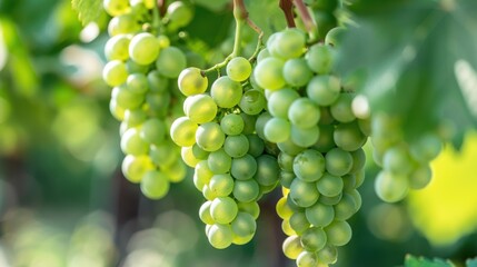 Luscious Green Grapes Ripening on Vine in Vibrant Vineyard Close-Up