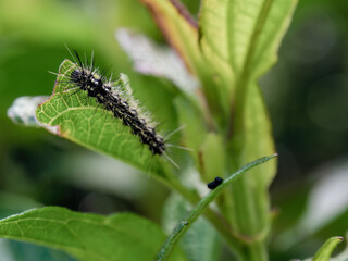 Macro photography of a white dotted black caterpillar feeding on a leaf. Captured in a garden at the Andean mountains of central Colombia.
