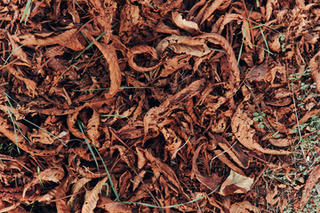 Autumn leaves scattered near a red fire hydrant on the sidewalk