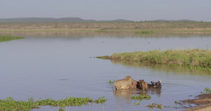 Extreme wide shot of a pride of Lions (Panthera Leo) feeding on a bufallo (Syncerus caffer) on shallow waters during the morning in Kenya