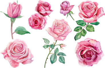 Pink roses flower clipart, Watercolor pink roses