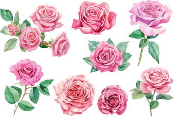 Naklejka premium Watercolor pink roses flower, Pink roses watercolor, Watercolor pink roses illustration