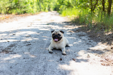 Obraz premium Dog breed pug lies comfortably on a dirt path surrounded by vibrant green trees, basking in the sun on a warm afternoon. Pug close-up portrait.