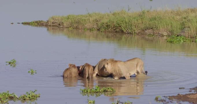Extreme wide shot of a pride of Lions (Panthera Leo) feeding on a bufallo (Syncerus caffer) in a reservior during the morning in Kenya