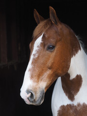 Obraz premium Skewbald Horse In Stable