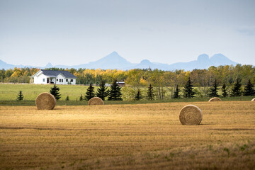 Round hay bales on a harvested field overlooking a farmhouse and Rocky Mountains during autumn near...