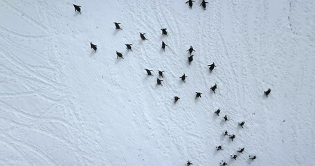 Black and white penguins run snow covered field aerial view. Explore wildlife in Antarctica. Beauty of wild animals and untouched nature on South Pole. Top drone flight above Antarctic birds migration