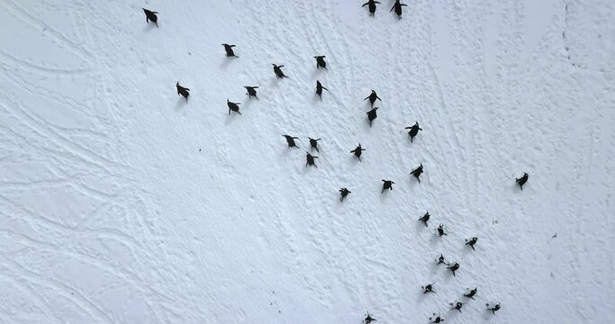 Black and white penguins run snow covered field aerial view. Explore wildlife in Antarctica. Beauty of wild animals and untouched nature on South Pole. Top drone flight above Antarctic birds migration