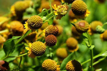 Smallhead sneezeweed plant in Texas nature closeup.