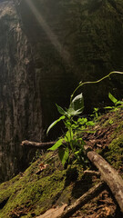 A single green plant grows on a mossy rock in a forest, bathed in sunlight