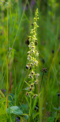 Blütenstand der breitblättrigen Stendelwurz (Epipactis helleborine) 