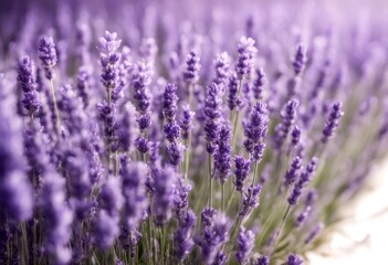 Obraz premium background border lavender bundle decorative purposes white lavandula provence leaf violet lilac art deco vintage symbol