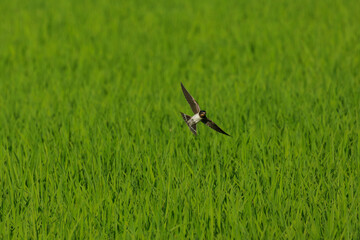 高速で飛ぶツバメ
