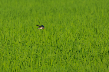 高速で飛ぶツバメ