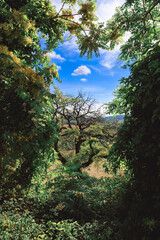 Glimpse into the lush trees, trip to the countryside