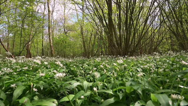 Low moving shot through wild garlic plants in a British spring woodland