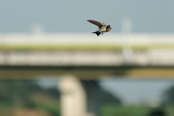 高速で飛ぶツバメ