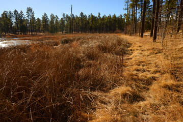 Lake of the Woods Arizona