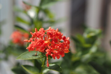 Ashoka flower or with the Latin name Ixora chinensis with small red flowers, selective focus