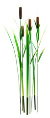 Fototapeta premium 3D Rendering Bulrush Plants on White