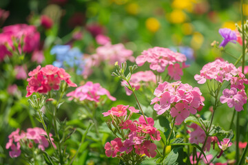 A garden full of pink and red phlox flowers, green grass in the background, colorful wildflowers, depth of field effects, blurred background, natural light, close-up shot. 