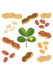Set digital collage of peanut