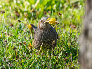花を食べるヒヨドリ