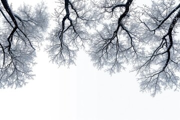 Only shadow of trees branches, isolated on white background. Generative AI.