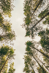 Pine trees in forest looking up to the sky on a day, Kuitpo forest reserve , South Australia