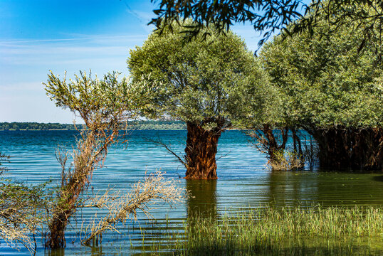 Les Grands Lacs de la for&ecirc;t d&rsquo;Orient Arbres et lac