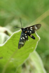 nine-spotted moth on a leaf in the wild, closeup of photo