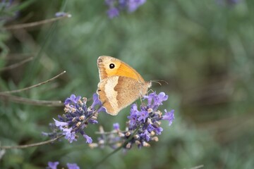 butterfly Maniola jurtina on blue flower