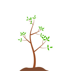 Obraz premium Growth Plant Tree Illustrations