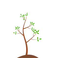 Growth Plant Tree Illustrations