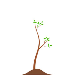 Growth Plant Tree Illustrations