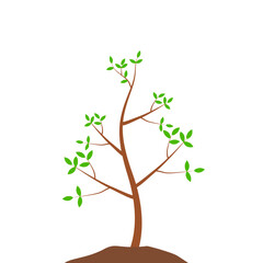 Fototapeta premium Growth Plant Tree Illustrations