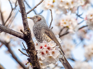 桜とヒヨドリ