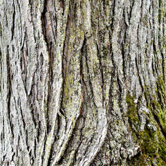 bark of a tree, tree texture