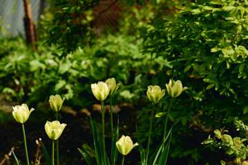 Group of gorgeous yellow tulips growing in front of camera on flowerbed among green bushes in the garden of modern farmer