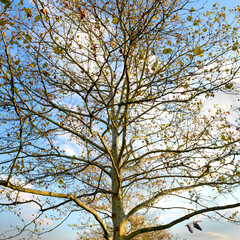 tree branches against sky, Beautiful landscape tree in the park  
