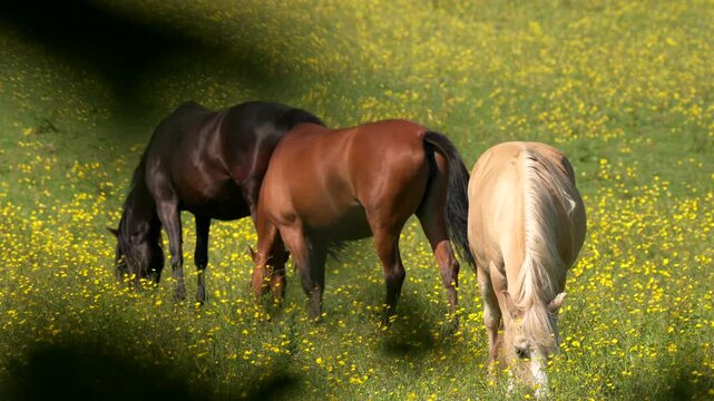 3 gorgeous wild roaming horses eating grass from an English meadow full of yellow flowers