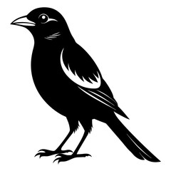 Shrike black silhouette
