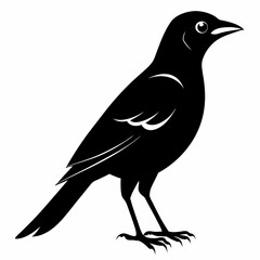 Shrike black silhouette