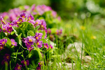 Focus on bunch of purple primula flowers growing in front of camera on flowerbed surrounded by green grass in garden center