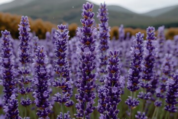 Obraz premium Close-up of blooming lavender flowers in a field with mountains in the background, showcasing nature's beauty and tranquility.
