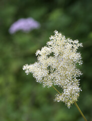 Beautiful close-up of filipendula ulmaria
