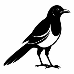 Magpie silhouette black