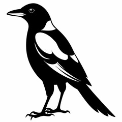 Magpie silhouette black