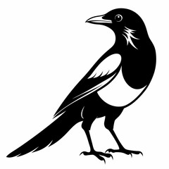 Magpie silhouette black
