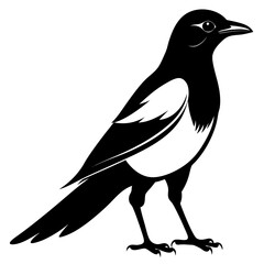 Magpie silhouette black